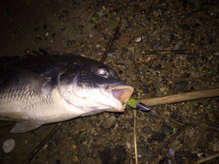 キビレ調査 NO,27