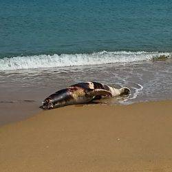 キス釣りに行ったら色々起こった