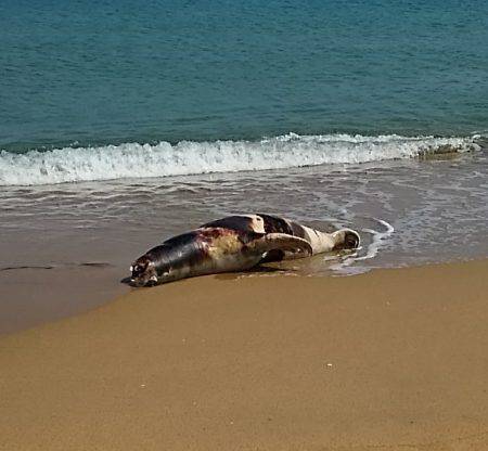 キス釣りに行ったら色々起こった