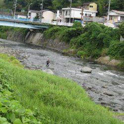 狩野川(狩野川漁業協同組合) 釣果