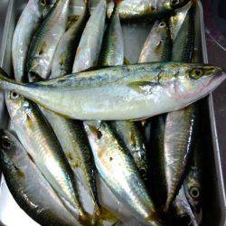 貝塚人工島で青物ゲット!!