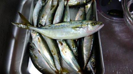 貝塚人工島で青物ゲット!!