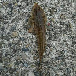 ぶらっと釣りに