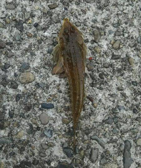 ぶらっと釣りに