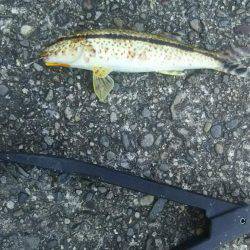 お昼から夕方まで