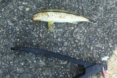 お昼から夕方まで