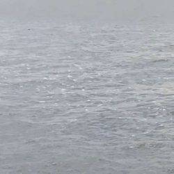 やっとツバス釣れた