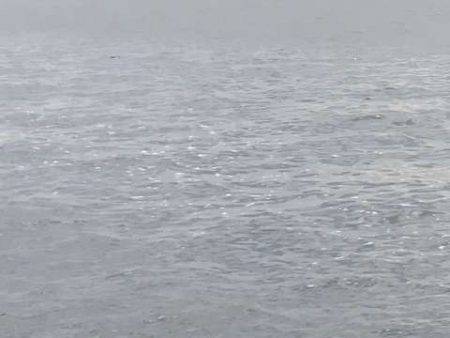 やっとツバス釣れた