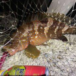 ボトムワインドでアコウ