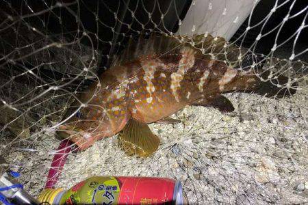 ボトムワインドでアコウ