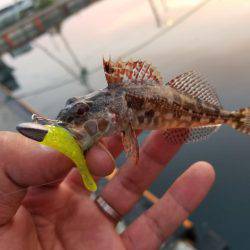 仕事終わりにライトワインド