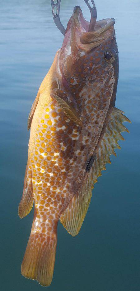 マイボートフィッシング