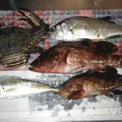 日本海アジング(2017-9)