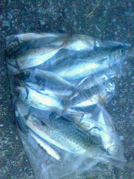 サバ～アジ～アジ～