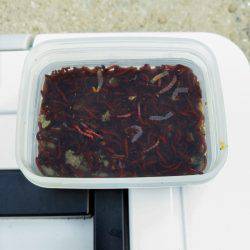 武庫川テナガエビ