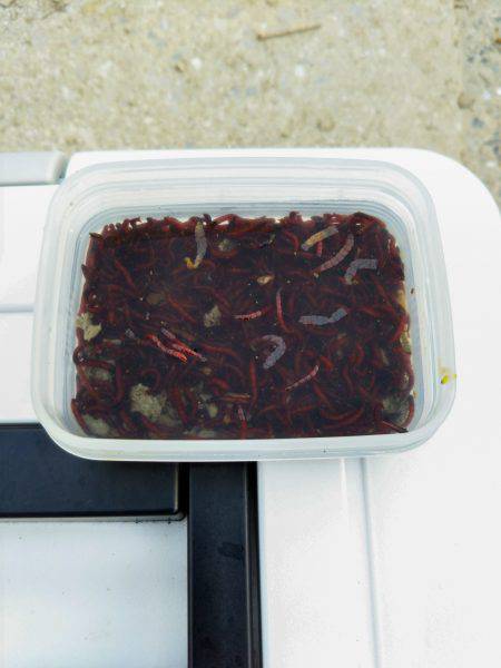 武庫川テナガエビ