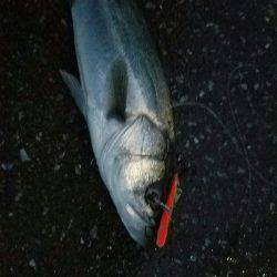 シーバスフィッシング