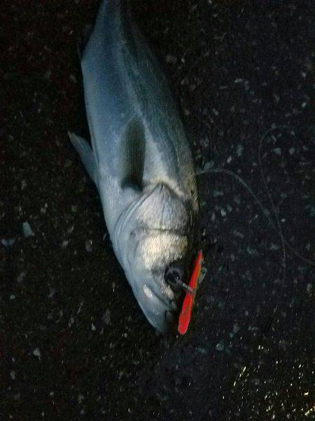 シーバスフィッシング