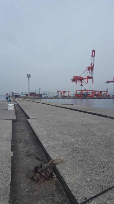 ポーアイ沖堤防に行ってきました‼