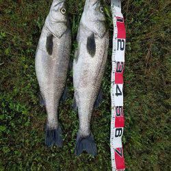 シーバスフィッシング