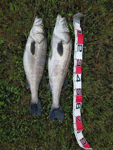 シーバスフィッシング