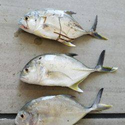 メッキことエバことロウニンアジ