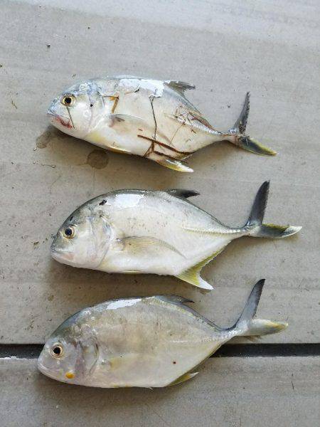 メッキことエバことロウニンアジ