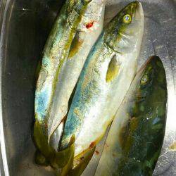 ビッグバッカーでツバス