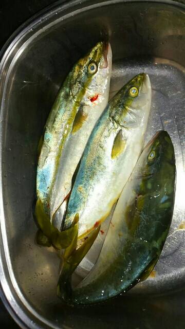 ビッグバッカーでツバス