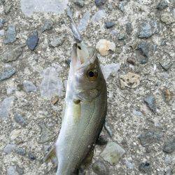 シーバスゲーム