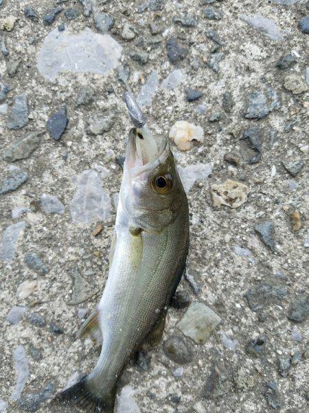 シーバスゲーム