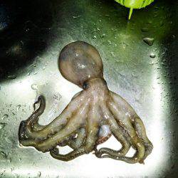 タコまだ少なめ・・・