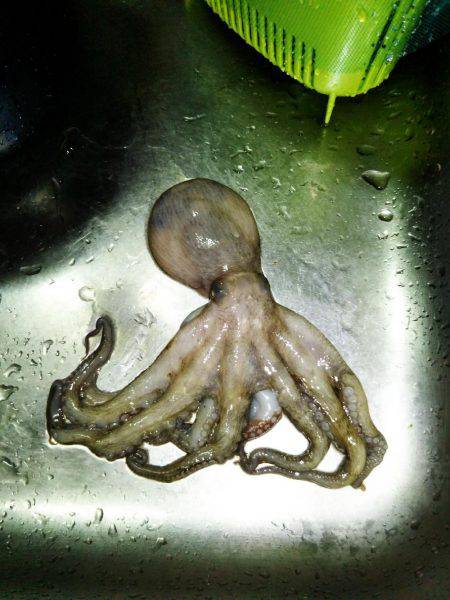 タコまだ少なめ・・・