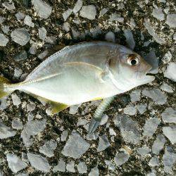 エバ、メッキがいっぱい