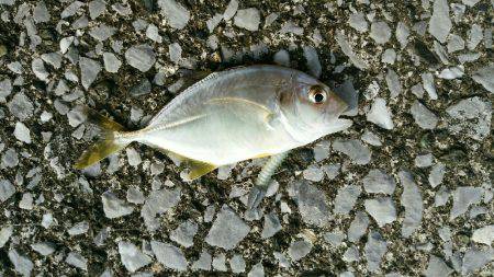 エバ、メッキがいっぱい