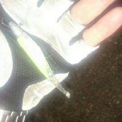 シーバスリベンジ♪