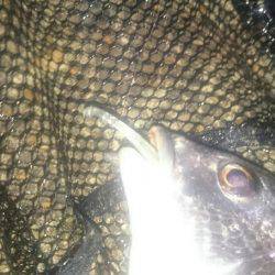 今日はシーバス狙い