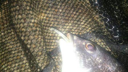 今日はシーバス狙い