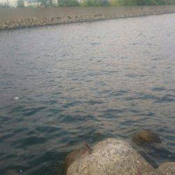 朝シーバスを求めて❗