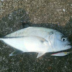 エバことメッキ35㎝ギンガメアジ