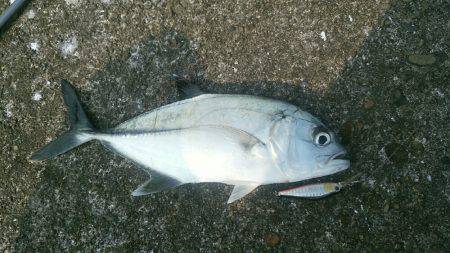 エバことメッキ35㎝ギンガメアジ