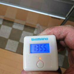 おこぼれアオリイカ狩り