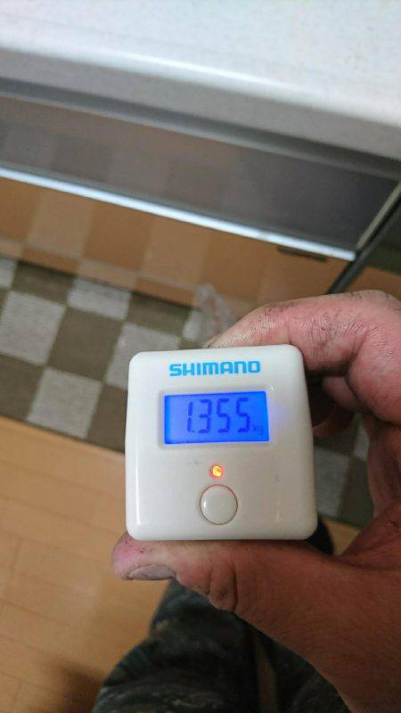 おこぼれアオリイカ狩り