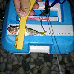 豆アジが少し大きくなってます。