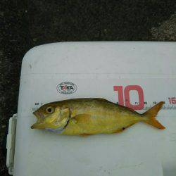 海水浴の前に釣り