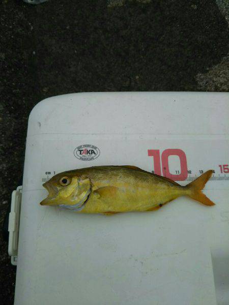 海水浴の前に釣り