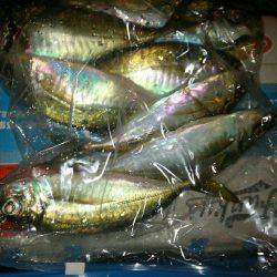 放置styleアジング(笑)