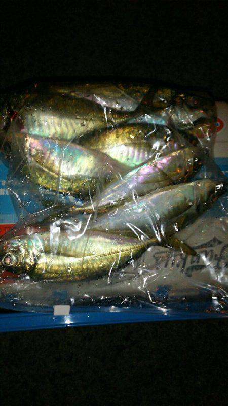 放置styleアジング(笑)