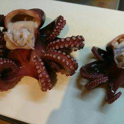 早朝 投げタコ♪