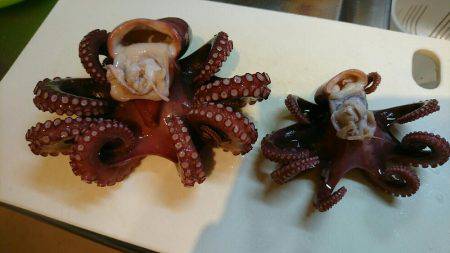 早朝 投げタコ♪